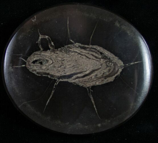 Polished Fish Coprolite (Fossil Poo) - Scotland #8951